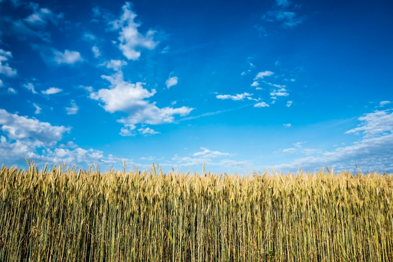 a field of wheat under a blue sky, by Matthias Stom, unsplash, precisionism, no cropping, organic biomass, urban surroundings, high resolution photo