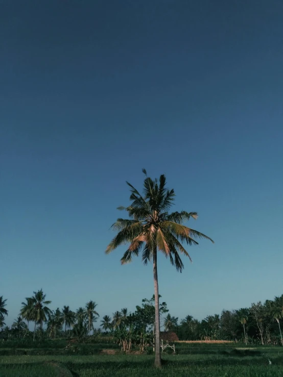 a palm tree sitting on top of a lush green field, a picture, unsplash, sumatraism, panorama view of the sky, beach aesthetic, photo on iphone, taken with sony alpha 9