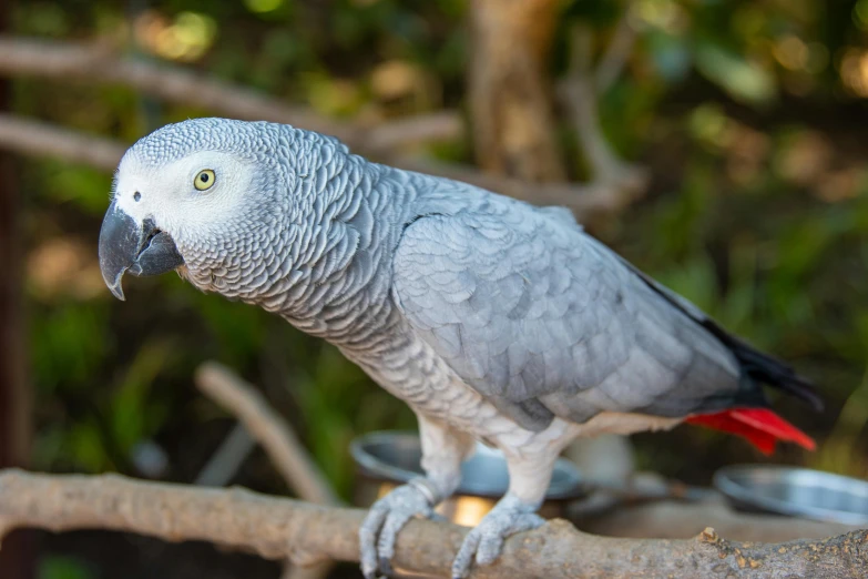 a parrot sitting on top of a tree branch, grey skinned, avalon, featured, fan favorite