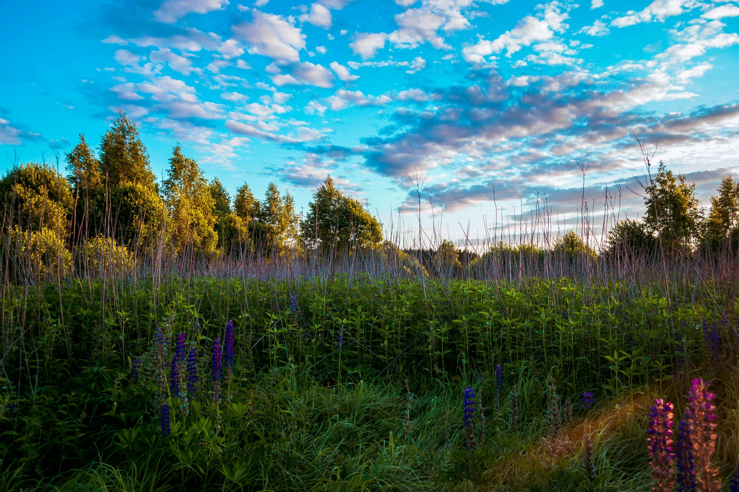 a field full of purple flowers under a cloudy sky, a picture, by Anato Finnstark, land art, blue hour, evening!! in the forest, afternoon hangout, bullrushes