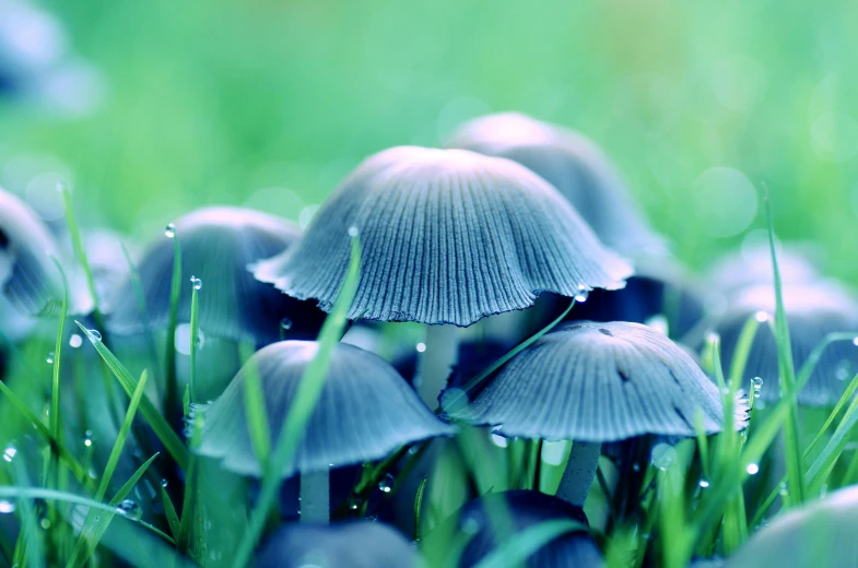 a group of mushrooms sitting on top of a lush green field, a macro photograph, unsplash, magic realism, blue bioluminescent plastics, grey, hazy, gills