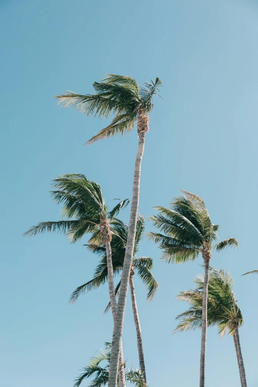 palm trees blowing in the wind on a sunny day, by Robbie Trevino, trending on unsplash, minimalism, coconuts, instagram story, clear sky above, battered