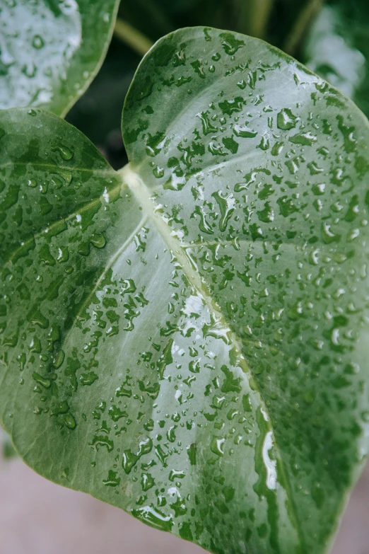 a close up of a plant with water droplets on it, large leaves, photograph, exterior shot, grey