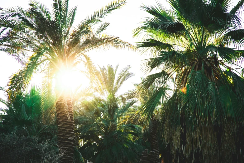 the sun is shining through the palm trees, by Nathalie Rattner, trending on unsplash, hurufiyya, al fresco, mediterranean, lush greenery, multiple stories