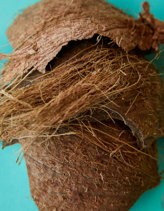 a close up of a coconut on a blue surface, an album cover, inspired by Patrick Dougherty, unsplash, mixed materials, brown, filled with plants and habitats, thumbnail