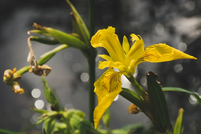 a yellow flower sitting on top of a lush green plant, by Carey Morris, unsplash, glowing iris, vicious snapping alligator plant, slight overcast weather, slide show