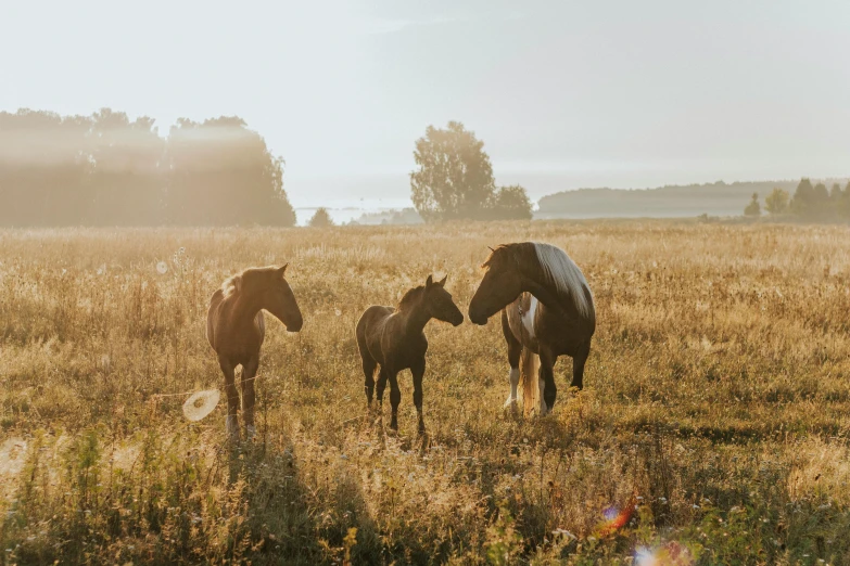 a herd of horses standing on top of a grass covered field, unsplash contest winner, fine art, golden morning light, three animals, happy family, profile image