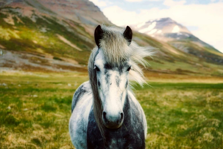 a horse that is standing in the grass, pexels contest winner, gray beard, 👰 🏇 ❌ 🍃, mountain, silver hair (ponytail)