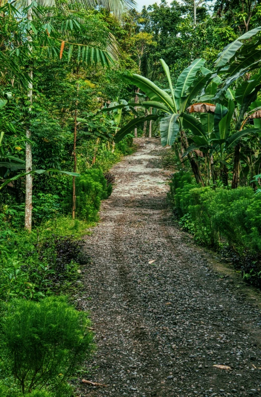 a dirt road surrounded by lush green trees, inspired by José Malhoa, sumatraism, ecovillage, secluded