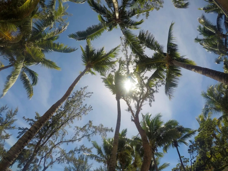 the sun is shining through the palm trees, by Jessie Algie, hurufiyya, looking up at camera, wētā fx, multiple stories, tourist destination