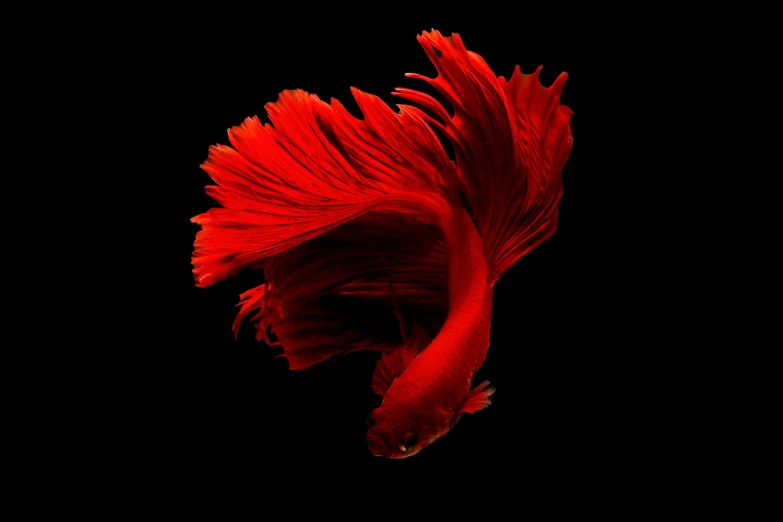 a red siam fish on a black background, an album cover, pexels contest winner, art photography, flying scarlet phoenix, alternate album cover, mapplethorpe, lee conklin
