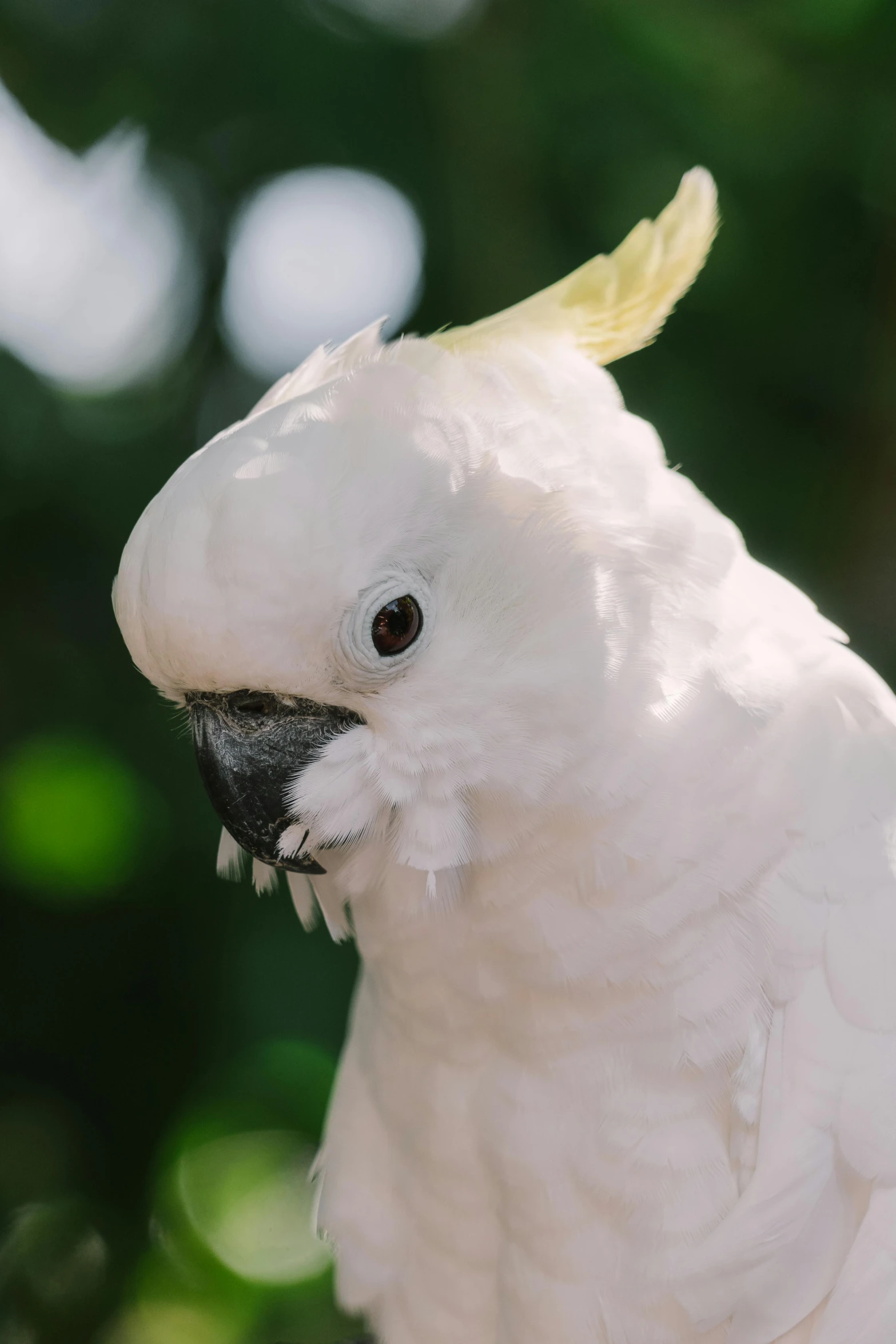 a white parrot sitting on top of a tree branch, a portrait, pexels contest winner, hurufiyya, cocky smirk, with a pointed chin, slightly pixelated, instagram post