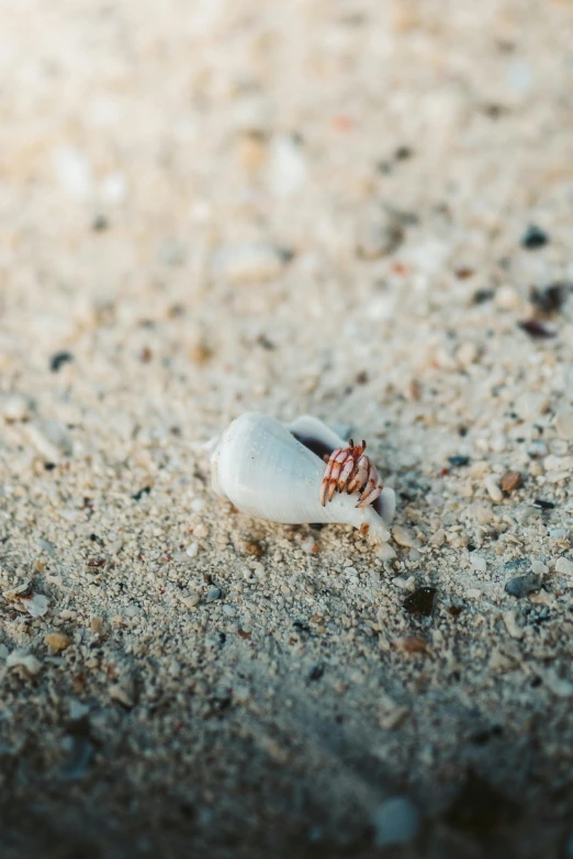 a shell sitting on top of a sandy beach, a macro photograph, by Sebastian Spreng, unsplash, albino dwarf, tiny insects, aruba, ignant