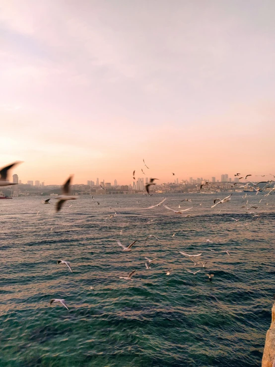 a flock of seagulls flying over a body of water, istanbul, dreamy aesthetic, fishing, selfie photo