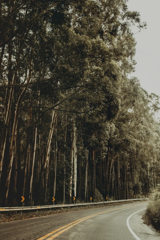 a man riding a motorcycle down a curvy road, unsplash contest winner, australian tonalism, eucalyptus trees, in a row, ((forest)), girls