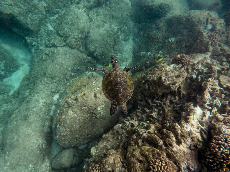 a turtle that is swimming in the water, covered in coral, kauai, fan favorite, low ultrawide shot