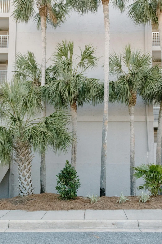 a row of palm trees in front of a building, by Linda Sutton, balcony, white wall complex, the emerald coast, exterior view