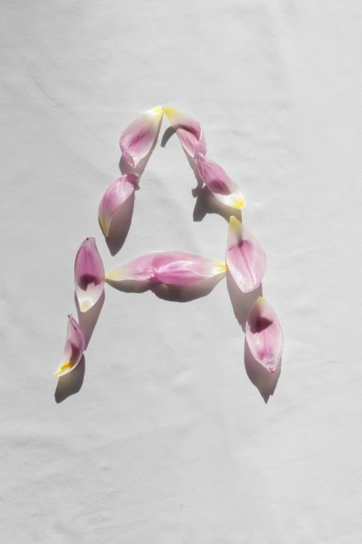 a letter made out of pink flowers on a white surface, inspired by Anna Füssli, anonymous as a sausage, lillies, 🍸🍋