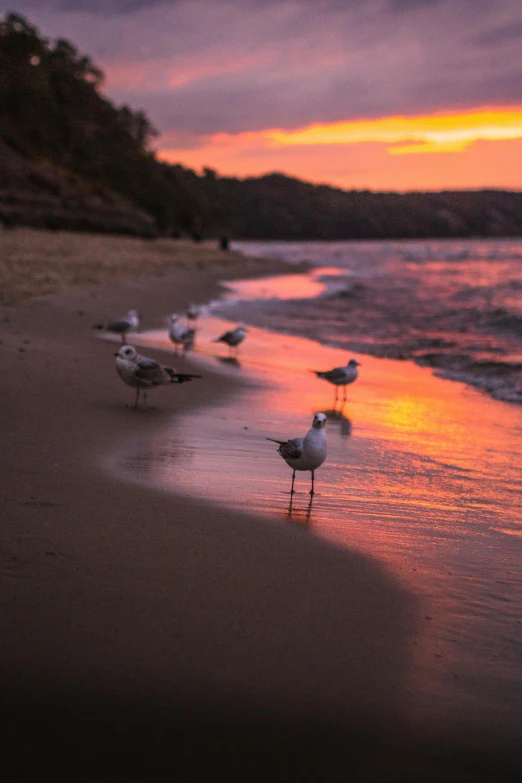 a group of birds standing on top of a sandy beach, in the sunset, manly, rippling, shot with sony alpha