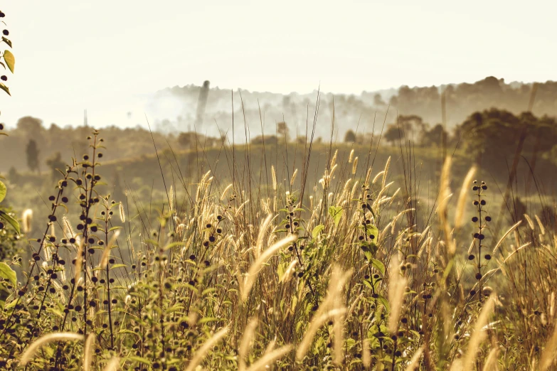 a field of tall grass with trees in the background, unsplash contest winner, plumes of smoke in background, warmly lit, hillside, dried plants