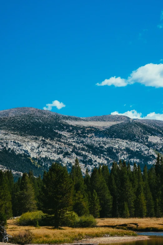 a herd of cattle standing on top of a lush green field, by Kristin Nelson, trending on unsplash, les nabis, bristlecone pine trees, with snow on its peak, today\'s featured photograph 4k, panoramic