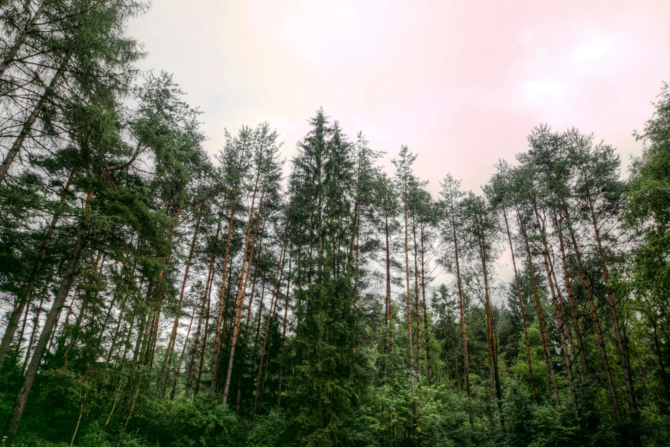 a forest filled with lots of green trees, an album cover, by Grytė Pintukaitė, unsplash, romanticism, the sky is pink, pine wood, multiple stories, a middle-shot from front