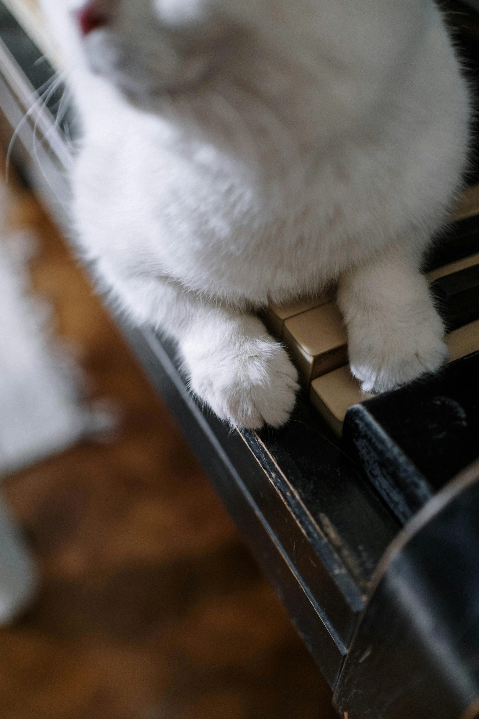 a white cat sitting on top of a piano