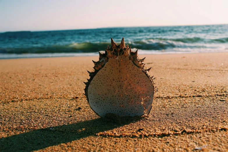 a shell sitting on top of a sandy beach, an album cover, unsplash, hurufiyya, back shark fin, huge spikey teeth, australian, sun down