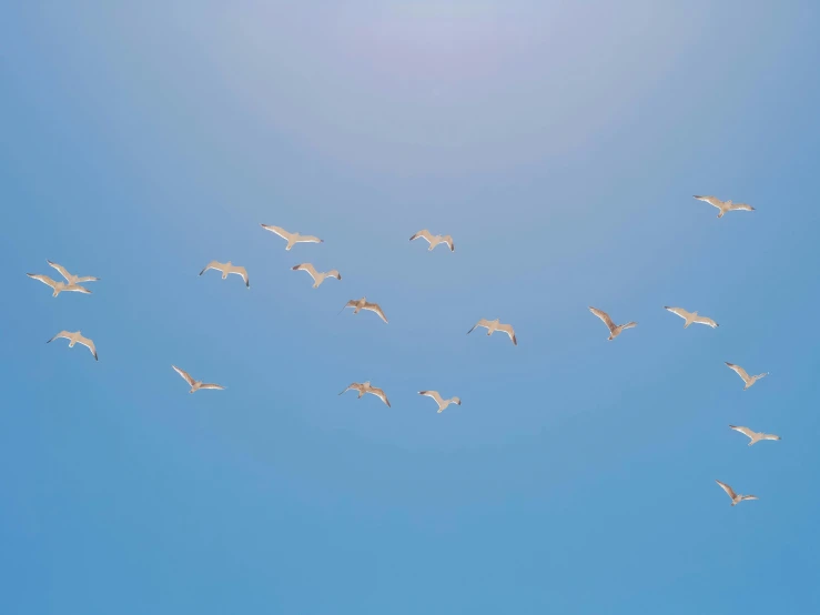 a flock of birds flying through a blue sky, pexels contest winner, minimalism, albino, summer sunlight, hunting, mixed art