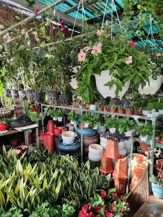 a greenhouse filled with lots of potted plants, a photo, by Gwen Barnard, quirky shops, in marijuanas gardens, 💣 💥💣 💥, there's flowers everywhere