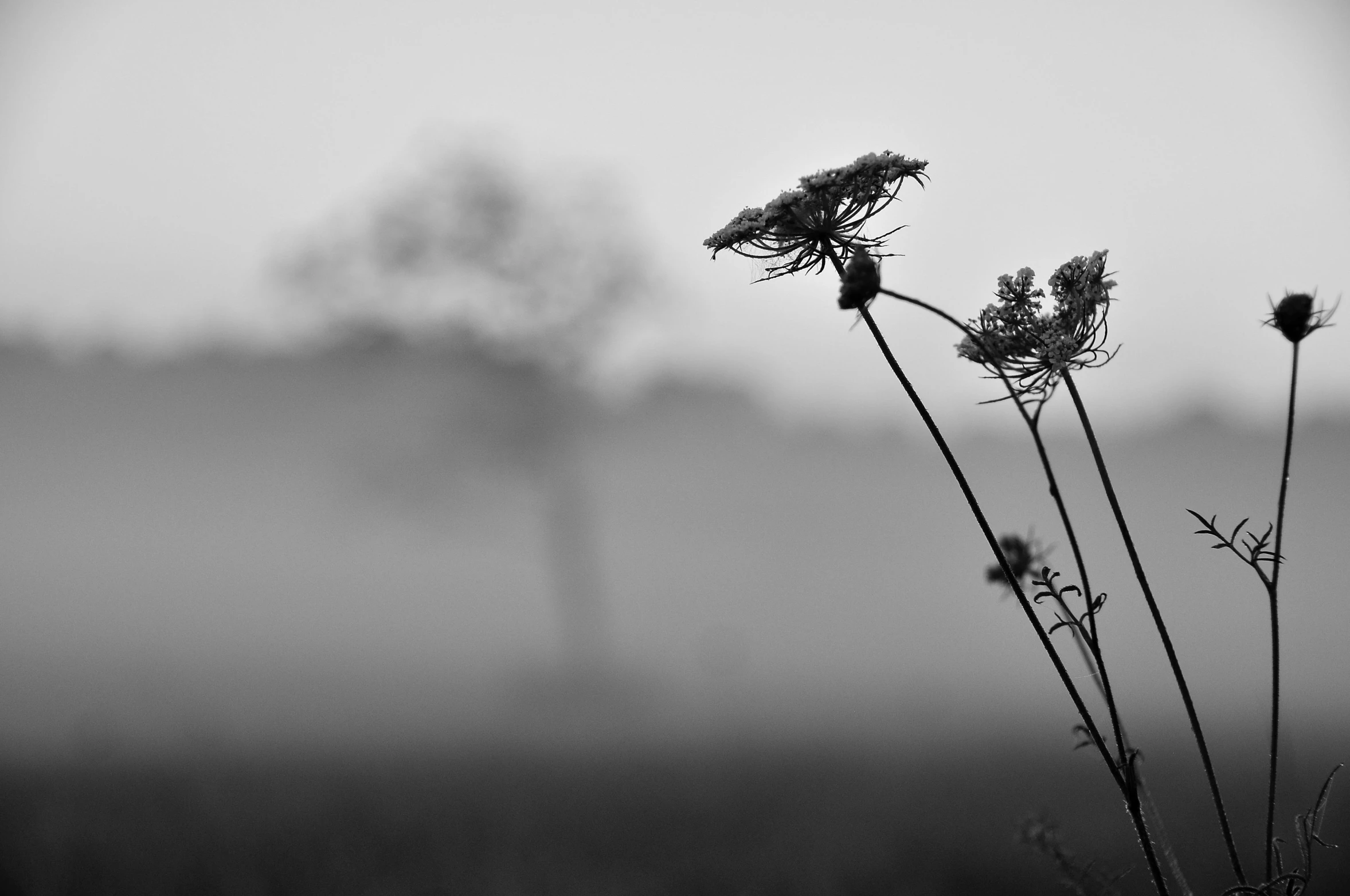 a black and white photo of flowers in a field, by Colijn de Coter, unsplash, minimalism, early foggy morning, trio, dead plants, detailed silhouette