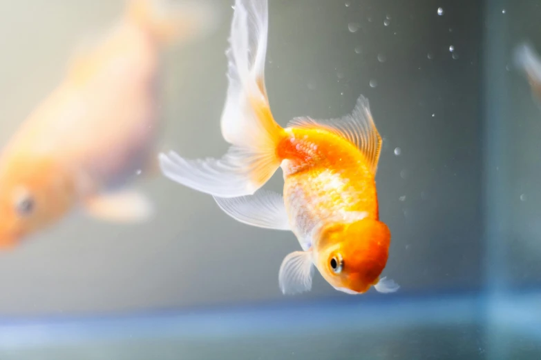 a group of goldfish swimming in a tank, an album cover, trending on pexels, photorealism, orange and white, gold, pet animal, 4k serene