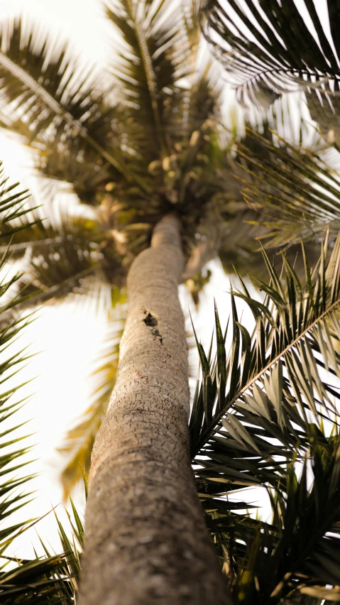 a tall palm tree reaching up into the sky, an album cover, by Sam Dillemans, unsplash, sumatraism, bird view, dappled in evening light, coconuts, super detailed image