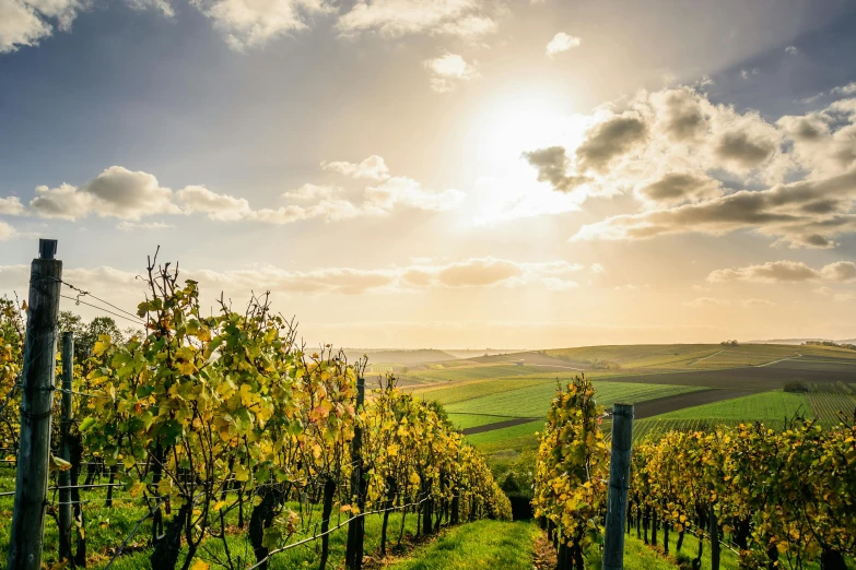 the sun shines through the clouds over a vineyard, pexels contest winner, renaissance, lush countryside, autumnal, bubbly scenery, thumbnail