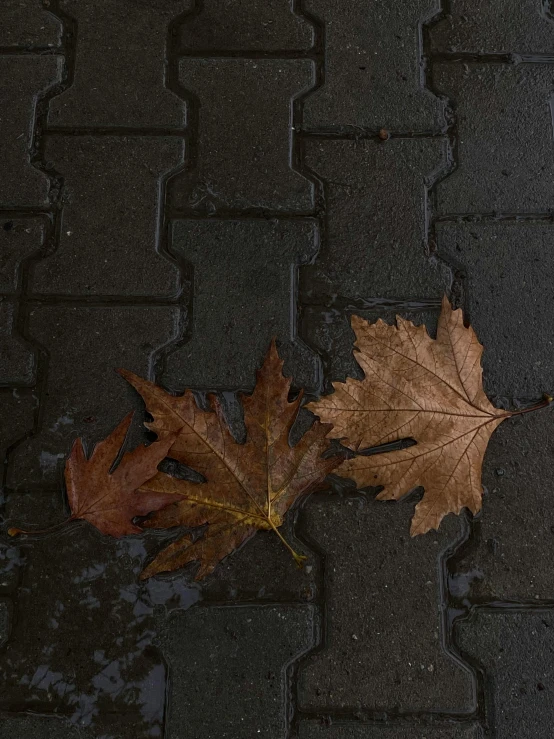 a couple of leaves laying on top of a sidewalk, an album cover, inspired by Elsa Bleda, photorealism, brown, julia hetta, ilustration, dark photograph