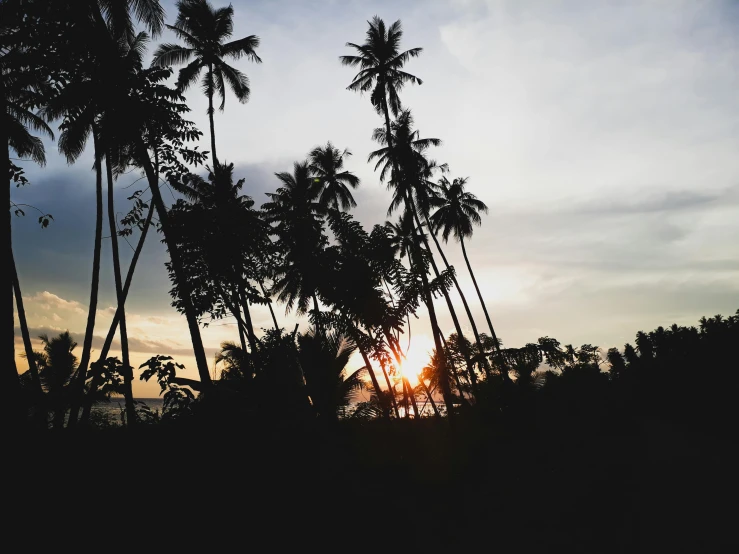 palm trees are silhouetted against the setting sun, unsplash, sumatraism, multiple stories, album cover, sri lankan landscape, conde nast traveler photo