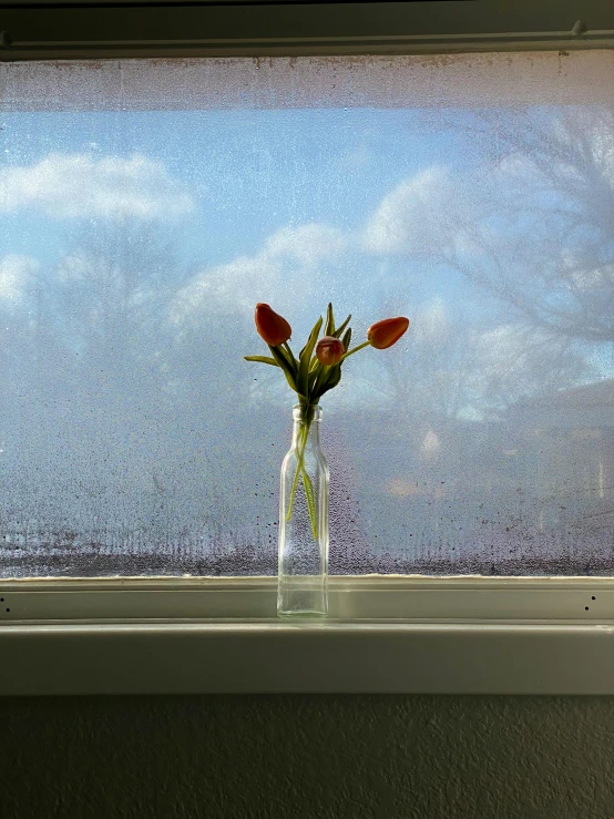 a vase filled with flowers sitting on a window sill, inspired by André Kertész, unsplash, condensation, tulips, by jim bush and ed repka, sad sky