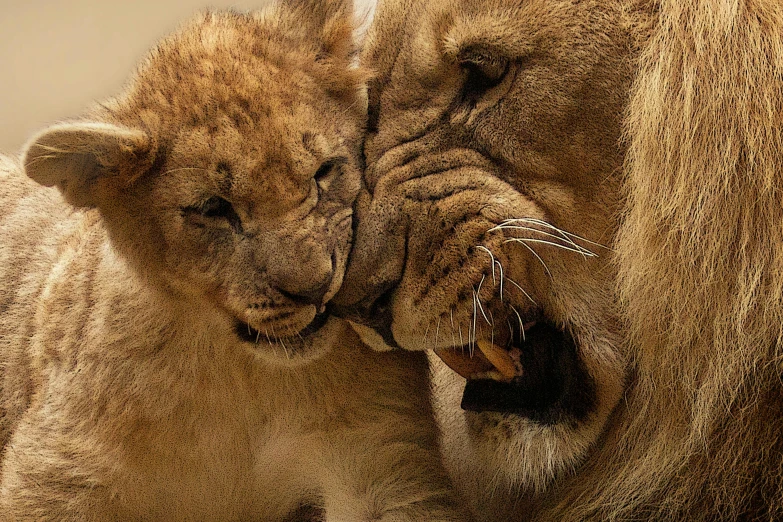 a couple of lions playing with each other, by Jan Tengnagel, pixabay, caring fatherly wide forehead, instagram post, kris kuksi, licking