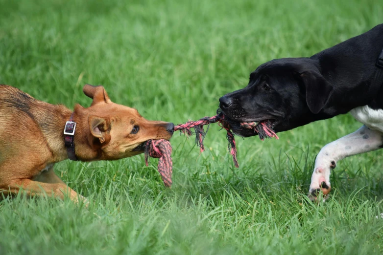 two dogs playing with each other in the grass, pexels contest winner, 15081959 21121991 01012000 4k, floggers, medium close up shot, gaming