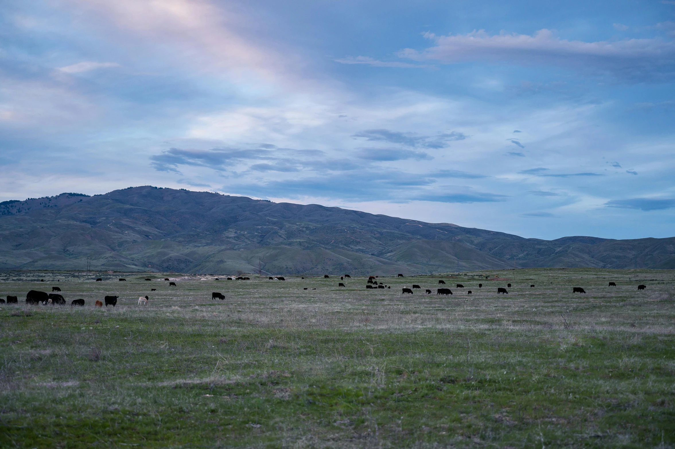 a herd of cattle grazing on a lush green field, unsplash, land art, blue hour, idaho, 2 0 2 2 photo