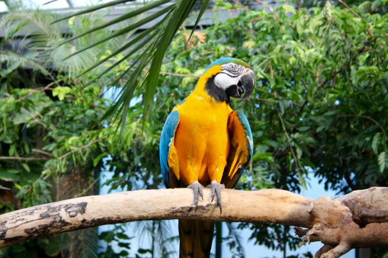 a parrot sitting on top of a tree branch, pexels, sumatraism, yellow and blue, avatar image