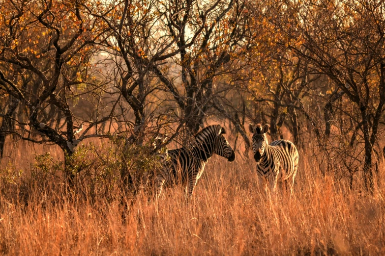 a couple of zebra standing next to each other in a field, by Juergen von Huendeberg, pexels contest winner, amongst foliage, golden hour hues, panorama, fan favorite