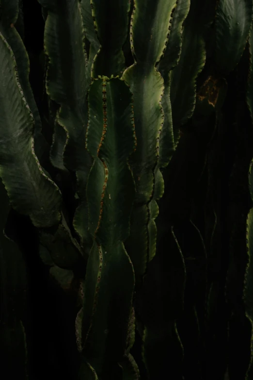 a close up of a cactus plant in a dark room, tall kelp, low quality photo, taken with sony alpha 9, leafs