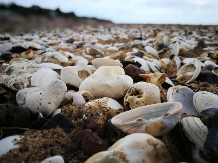 a pile of shells sitting on top of a sandy beach, by Lee Loughridge, unsplash, ((rocks)), worm's eye view from the floor, concert, white