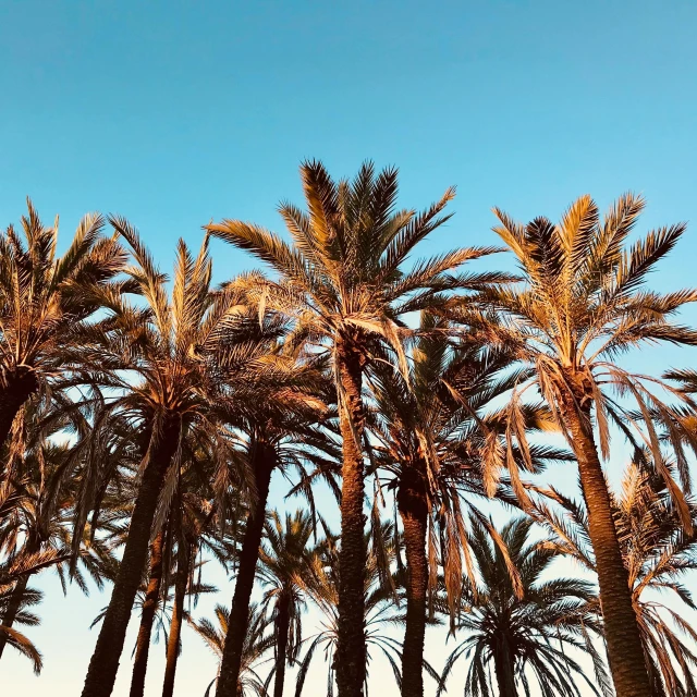 a group of palm trees against a blue sky, by Nathalie Rattner, pexels contest winner, hurufiyya, light blue clear sky, brown, mediterranean beach background, profile image