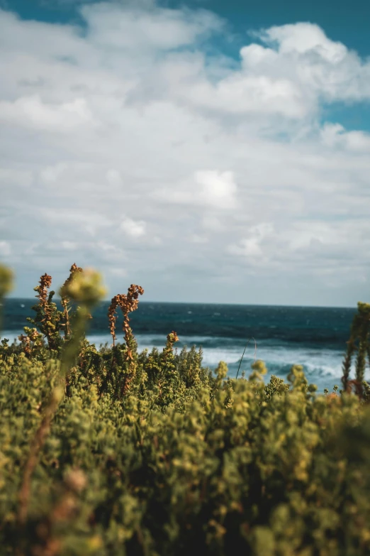 a man riding a surfboard on top of a lush green field, by Jessie Algie, unsplash contest winner, visual art, sea plants, wine, south african coast, densely packed buds of weed