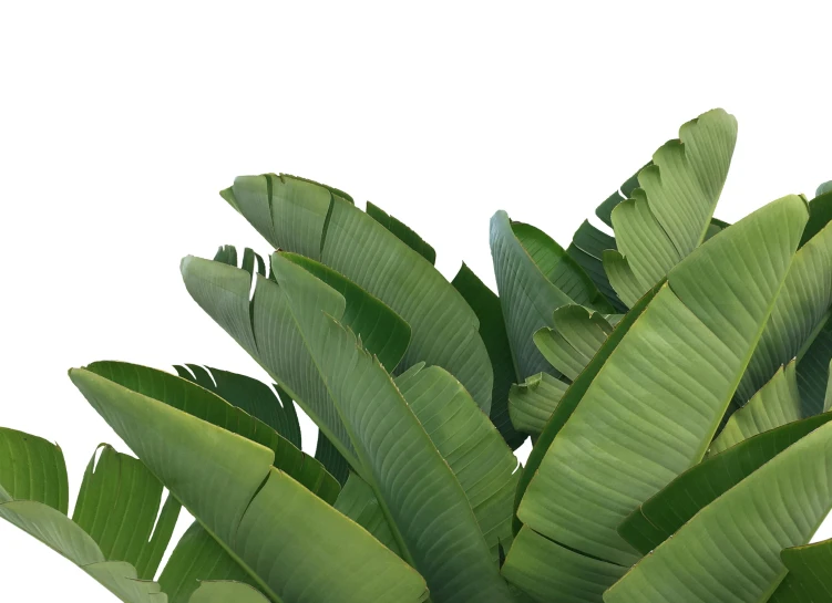 a potted plant with green leaves against a white background, a screenshot, trending on pexels, baroque, banana trees, background image, 8 k octane comprehensive render, madagascar