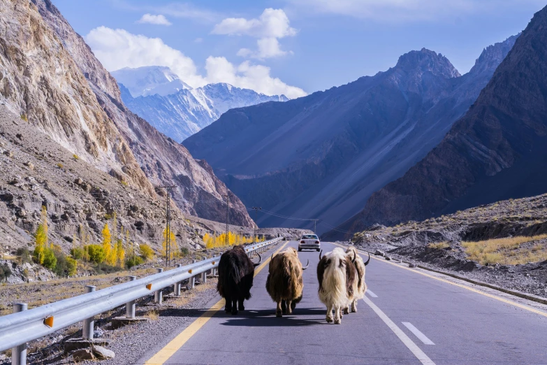 a group of yaks walking down a road with mountains in the background, by Julia Pishtar, pexels contest winner, highways, camel, panels, an ox