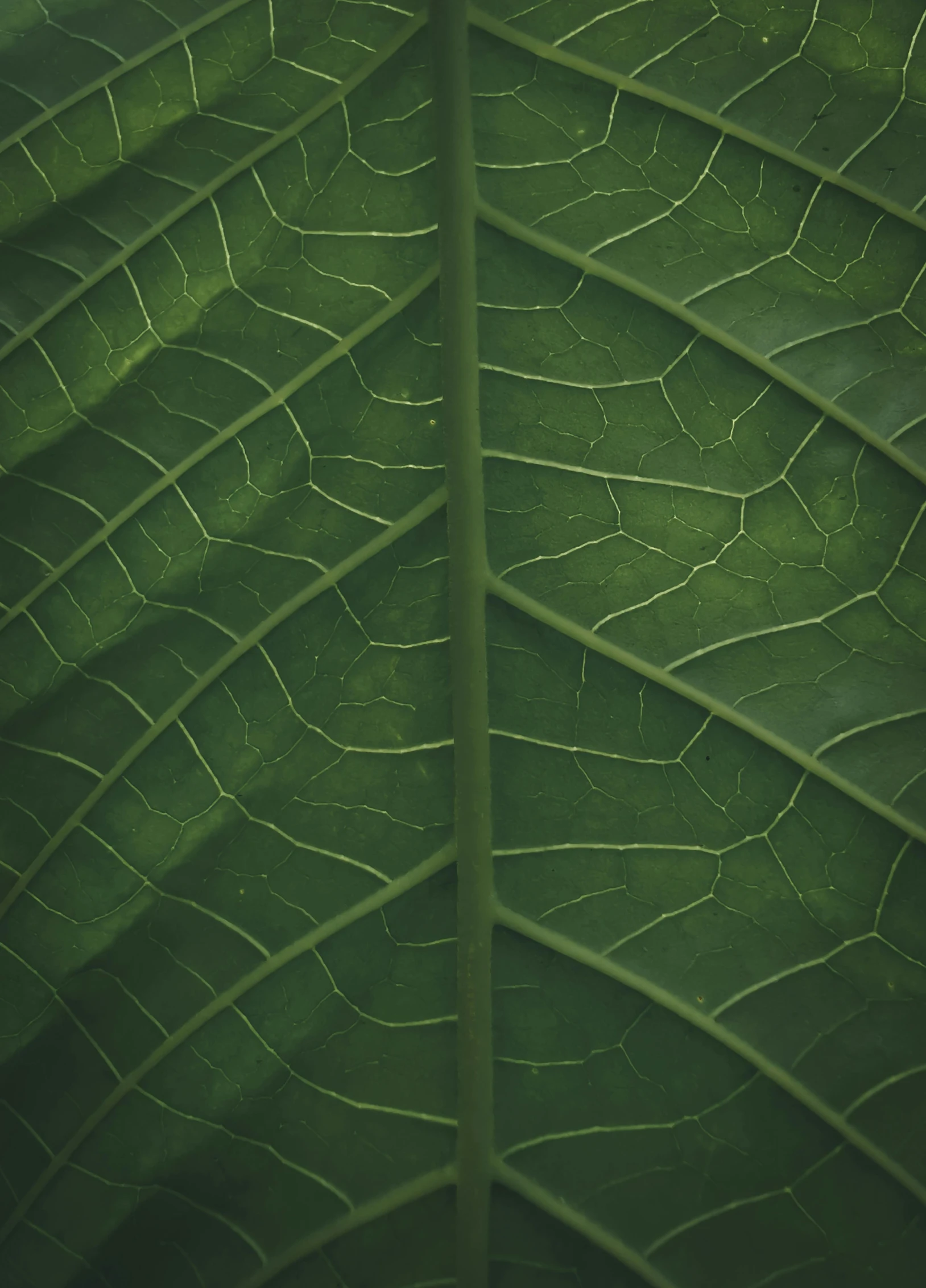 a close up view of a green leaf, pexels contest winner, solid background, shot with sony alpha 1 camera, detailed product image, alessio albi