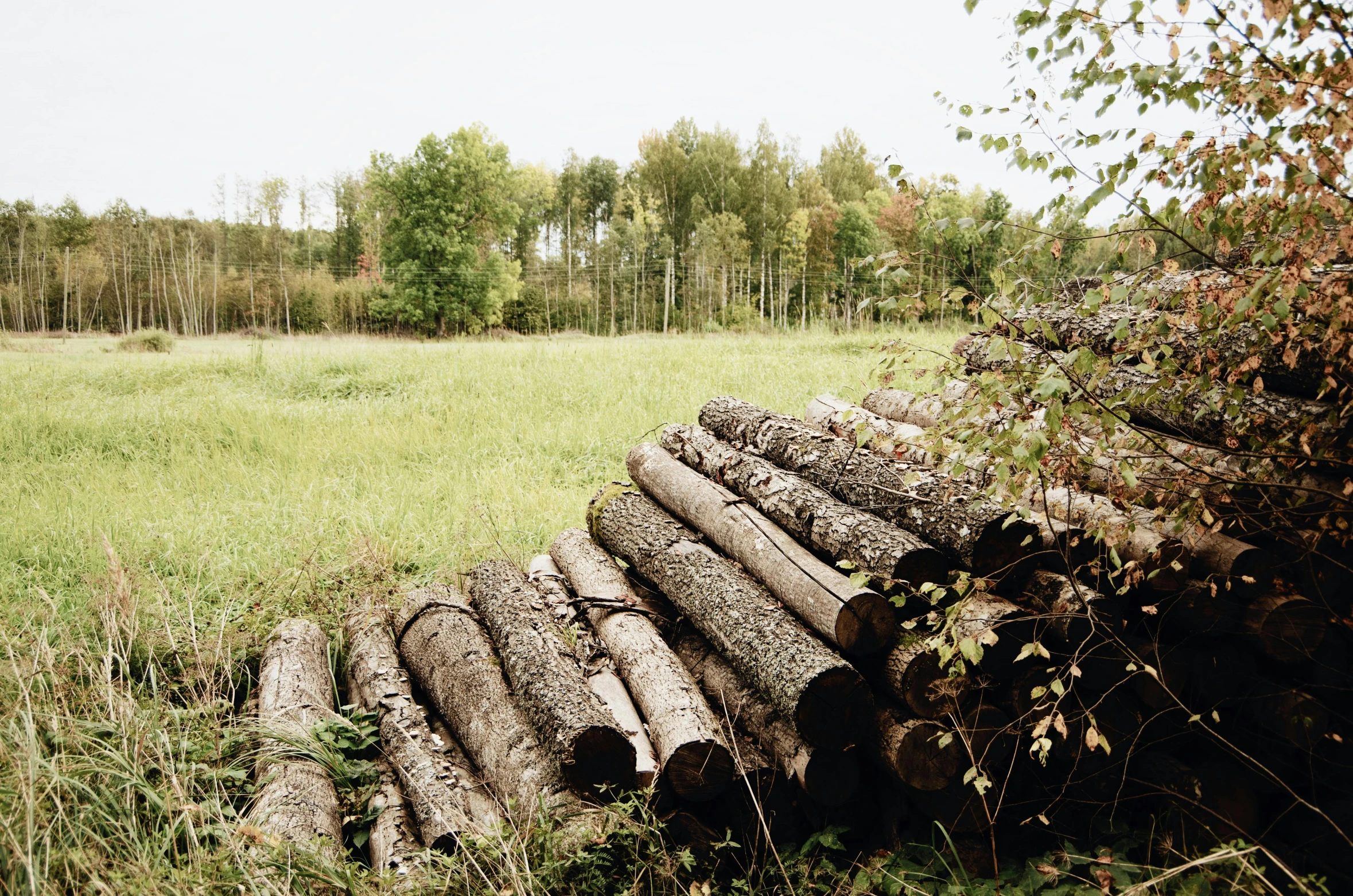 a pile of logs sitting on top of a lush green field, by Jaakko Mattila, unsplash, land art, 2 5 6 x 2 5 6 pixels, photo taken on fujifilm superia, ((trees)), during autumn